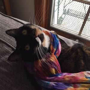 Meet your Posher, Lori